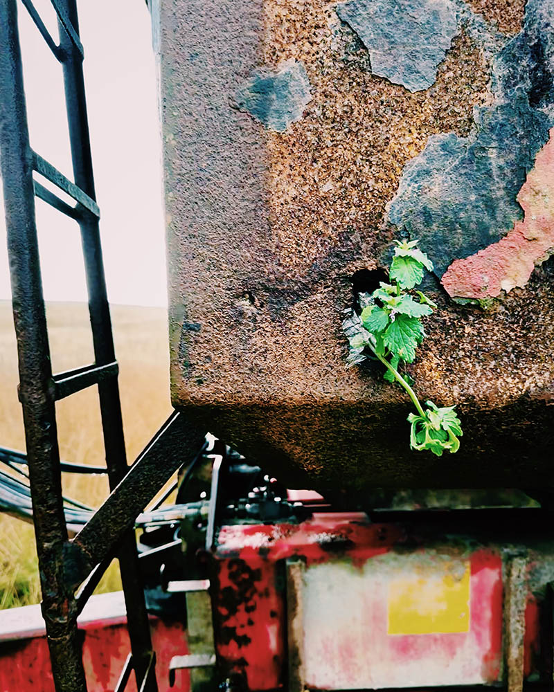 Blomst i traktorvogn ved Vesterhavet
