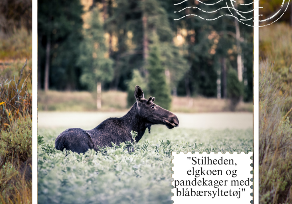 Postkort: Stilheden, elgkoen... Vibeke Schellerup_ Foto: Saad Chaudhry/Unsplash