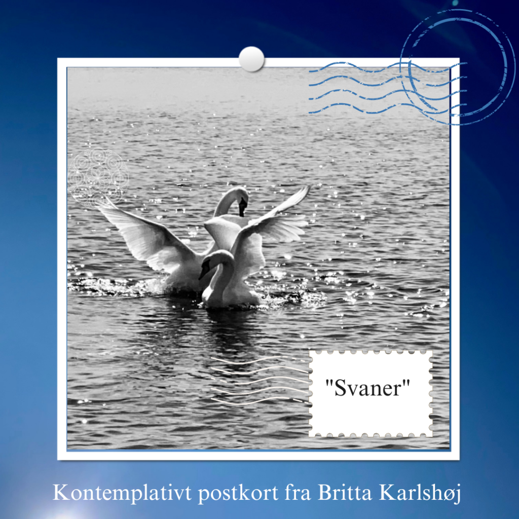 Postkort: Svaner_Britta Karlshøj