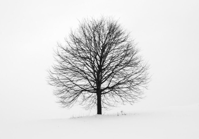 TRE landscape