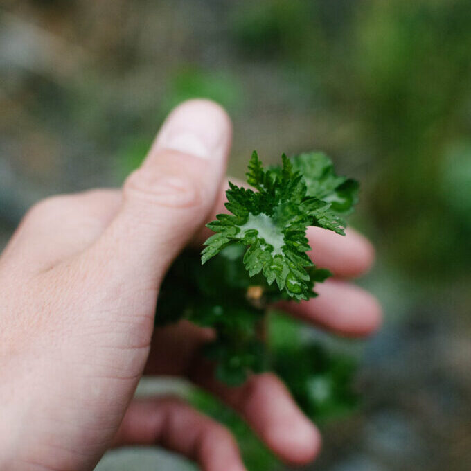 Persille_ezra-jeffrey-comeau-unsplash