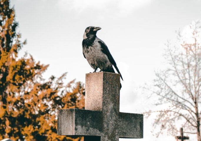 Sissel_2_matthias-mullner-aCulDYnDe9o-unsplash