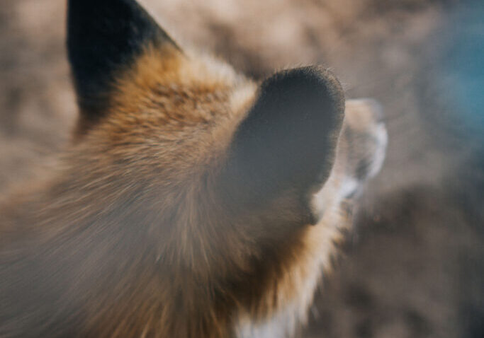 amber-kipp-zUpF2lmHcDU-unsplash