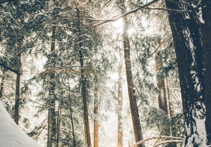 Vinterskov-Donnie-Rosie-unsplash