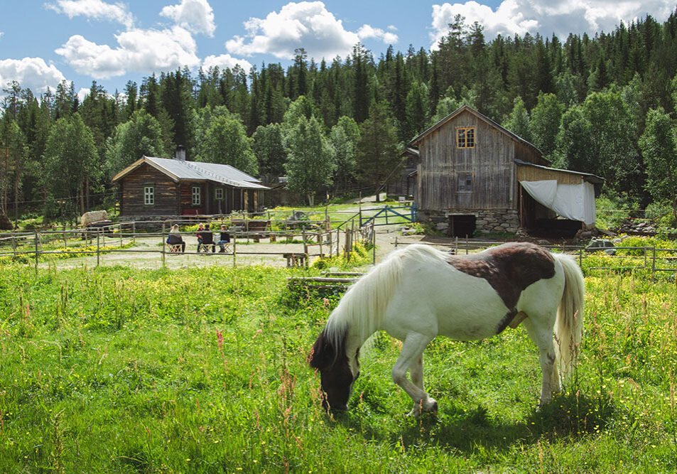 horse-meditation