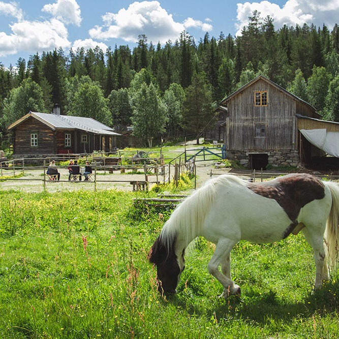 horse-meditation