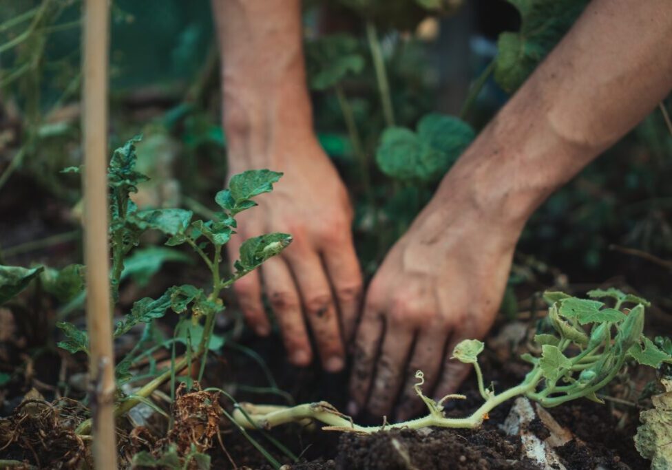 Hænder der graver op kartofler og grønne kartoffelplanter
